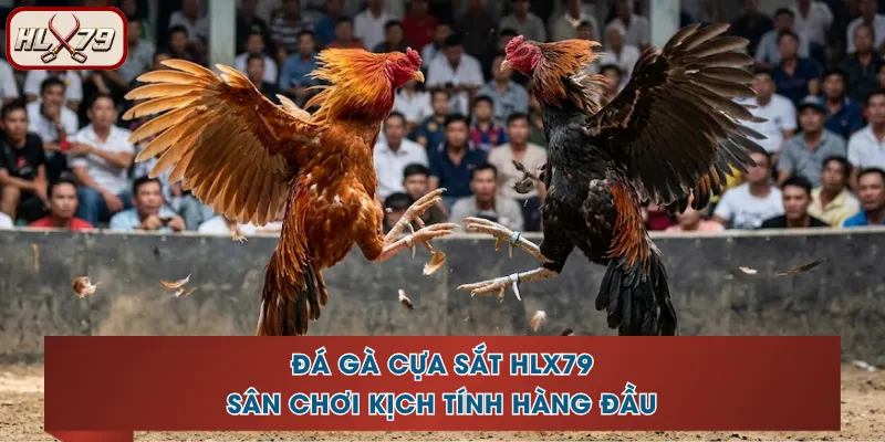 Đá Gà Cựa Sắt HLX79 - Sân Chơi Kịch Tính Hàng Đầu