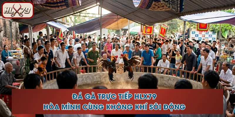 Đá Gà Trực Tiếp HLX79 - Hòa Mình Cùng Không Khí Sôi Động
